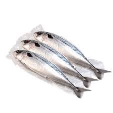 Makerel Fish